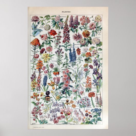  Franse Adolphe Millot Flowers Poster (Voorkant)