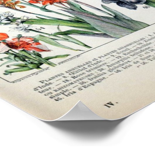  Franse Adolphe Millot Flowers Poster (Hoek)