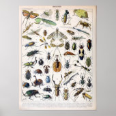  Franse Adolphe Millot Insects Poster (Voorkant)
