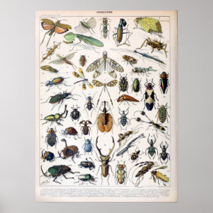  Franse Adolphe Millot Insects Poster