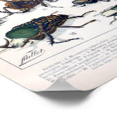 Franse Adolphe Millot Insects Poster (Hoek)