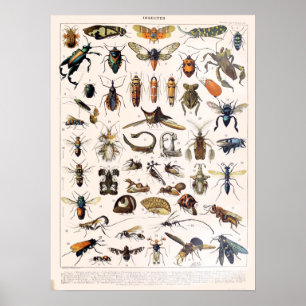  Franse Adolphe Millot Insects Poster