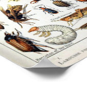 Franse Adolphe Millot Insects Poster (Hoek)