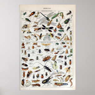  Franse Adolphe Millot Insects Poster