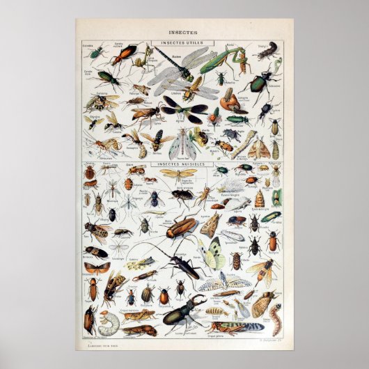 Franse Adolphe Millot Insects Poster (Voorkant)