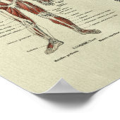 Franse Anatomie SpierAnatomie Afdrukken Poster (Hoek)