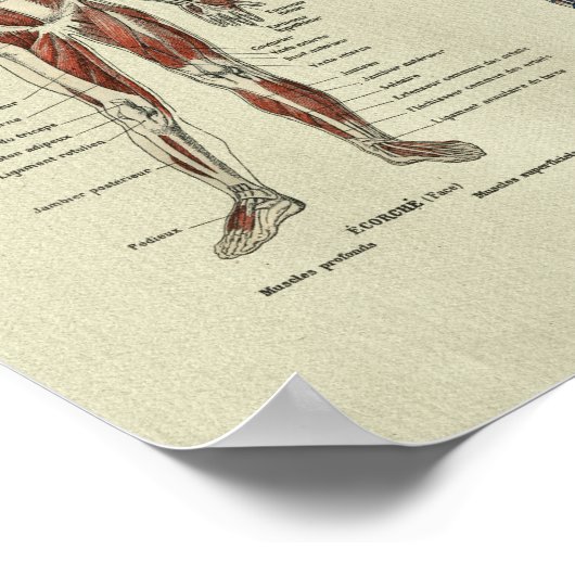  Franse Anatomie SpierAnatomie Afdrukken Poster (Hoek)