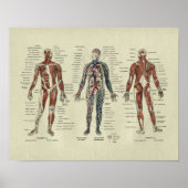  Franse Anatomie SpierAnatomie Afdrukken Poster (Voorkant)