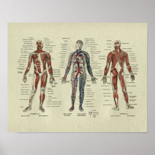 Franse Anatomie SpierAnatomie Afdrukken Poster