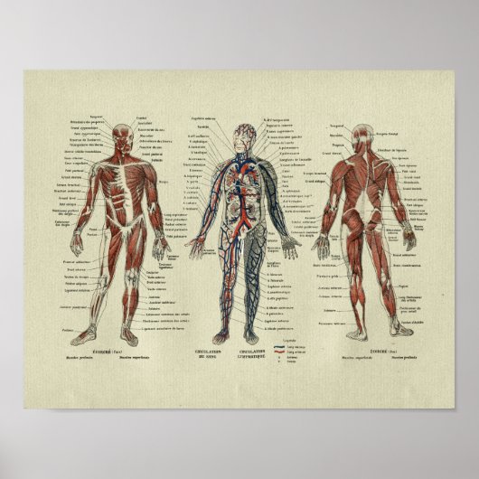 Franse Anatomie SpierAnatomie Afdrukken Poster (Voorkant)