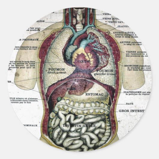 -Franse anatomie-sticker Ronde Sticker (Voorkant)