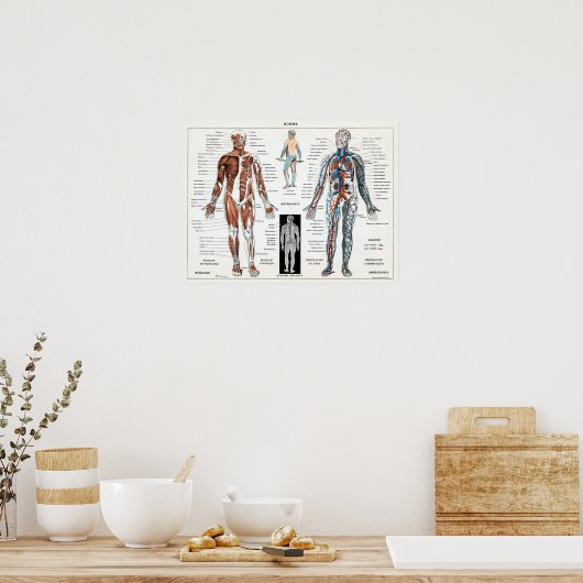  Franse anatomiegrafiek Poster (Keuken)
