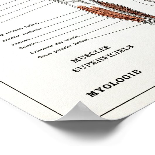  Franse anatomiegrafiek Poster (Hoek)