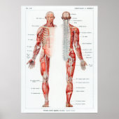  Franse anatomiegrafiek Poster (Voorkant)