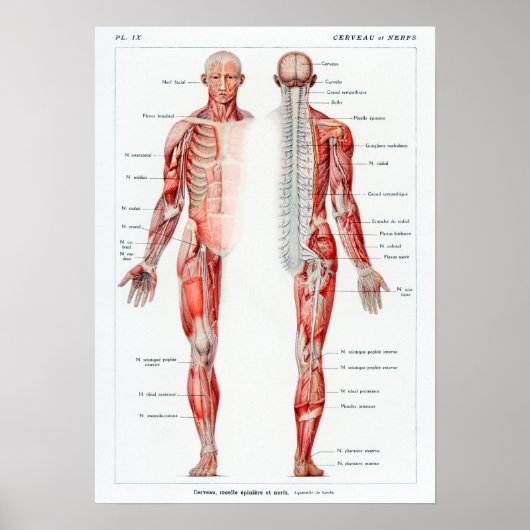 Franse anatomiegrafiek Poster (Voorkant)