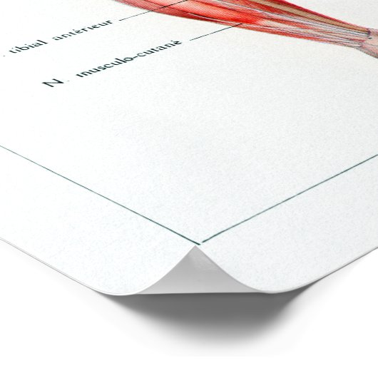  Franse anatomiegrafiek Poster (Hoek)