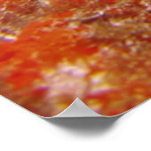 Franse Angelfish in de koraal Poster (Hoek)