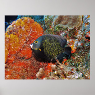Franse Angelfish in de koraal Poster