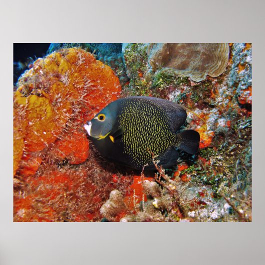 Franse Angelfish in de koraal Poster (Voorkant)