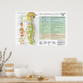 Franse ANS Subluxations Effects Chiropraktijk Char Poster (Keuken)