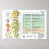 Franse ANS Subluxations Effects Chiropraktijk Char Poster (Voorkant)