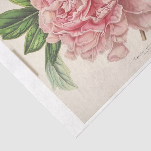 Franse Bloemenephemera Decoupage Roze pioen Tissuepapier (Detail)