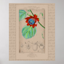 Franse Botanische Illustratie Passiebloem