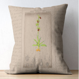 Franse botanische illustratie Spider Orchid Accent Kussen