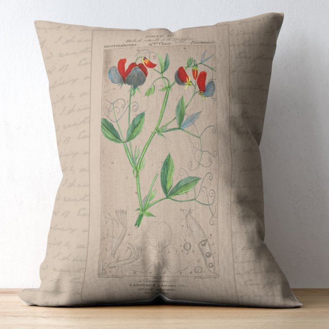 Franse botanische illustratie Sweet Pea Accent Kussen (Creator heeft geüpload)