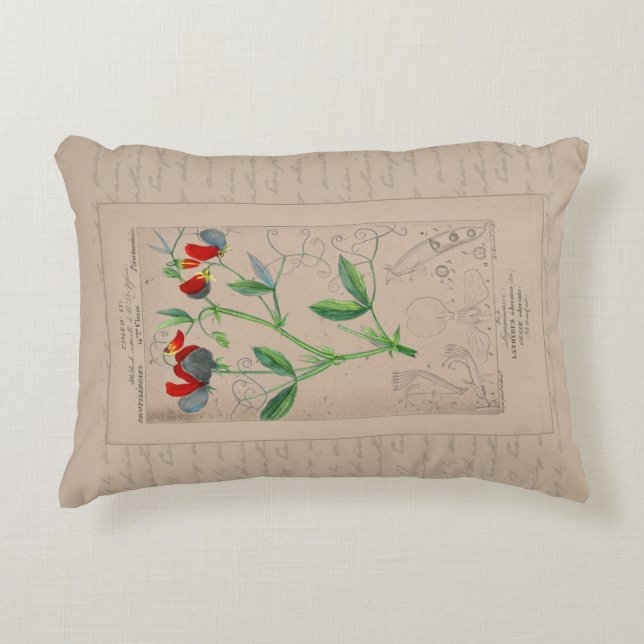 Franse botanische illustratie Sweet Pea Accent Kussen (Voorkant)