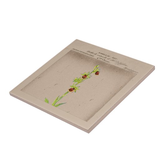 Franse botanische spin orchidee keramische Tegel Tegeltje (Zijkant)