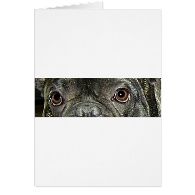 franse buldog brindle ogen (Voorkant)