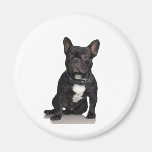 Franse Buldog Magneet