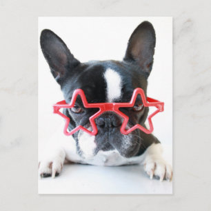Franse Buldog met de Rode Glazen van de Ster Briefkaart