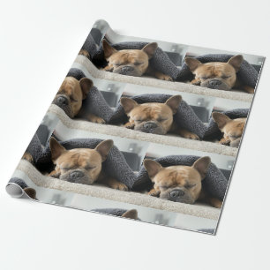 Franse buldog onder deken cadeaupapier
