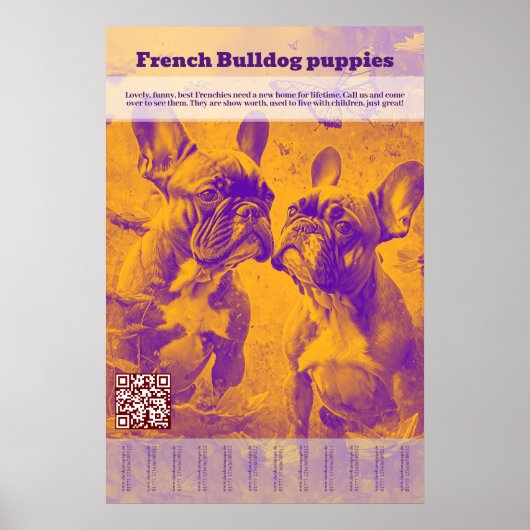 franse buldog puppy verkopen scheuren af poster (Voorkant)
