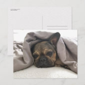 FRANSE BULDOG RUSTEN RELAXEN POSTCROSSING BRIEFKAART (Voorkant / Achterkant)