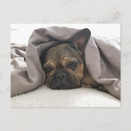 FRANSE BULDOG RUSTEN RELAXEN POSTCROSSING BRIEFKAART