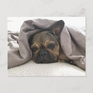 FRANSE BULDOG RUSTEN RELAXEN POSTCROSSING BRIEFKAART