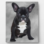 Franse buldog zittende Waterverf olieverfschilderi Fotoplaat (Voorkant)