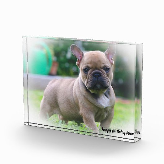 Franse Bull Dog Fotoblokken (Rechts)