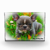 Franse Bull Dog Fotoblokken (Voorkant)