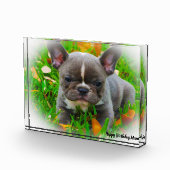 Franse Bull Dog Fotoblokken (Rechts)