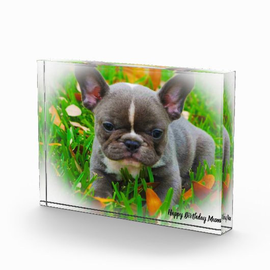 Franse Bull Dog Fotoblokken (Rechts)