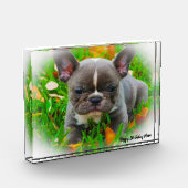 Franse Bull Dog Fotoblokken (Links)