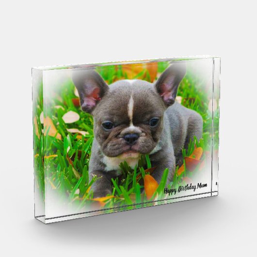 Franse Bull Dog Fotoblokken (Links)