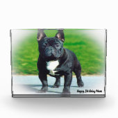 Franse Bull Dog Fotoblokken (Voorkant)