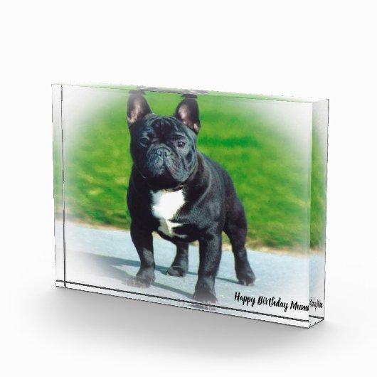 Franse Bull Dog Fotoblokken (Rechts)