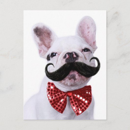 Franse bull dog puppy met snor briefkaart (Voorkant)