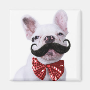 Franse bull dog puppy met snor magneet